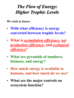The Flow of Energy: Higher Trophic Levels