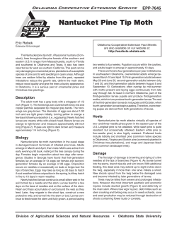 Nantucket Pine Tip Moth - OSU Fact Sheets