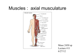 axial musculature