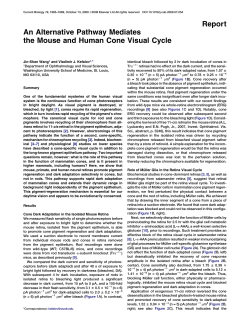 An Alternative Pathway Mediates the Mouse and Human Cone