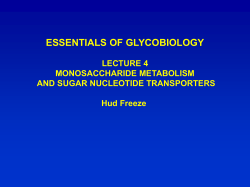 Brain GLUT3 Glucose (low affinity)