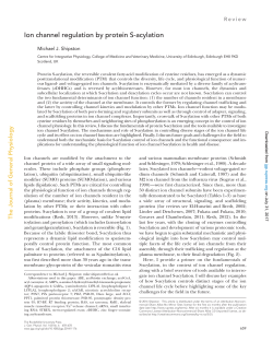 Ion channel regulation by protein S-acylation