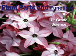Powerpoint Plant Parts