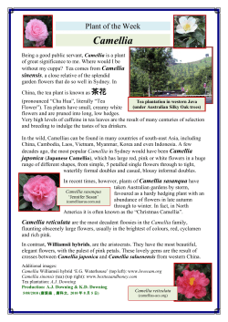 Camellia - Macquarie University