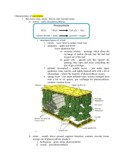 Characteristics of seed plants: they have roots, stems , leaves, and