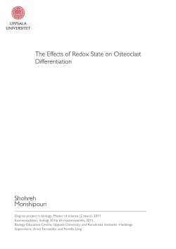 The Effects of Redox State on Osteoclast Differentiation Shohreh