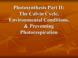 (or Light-Dependent Reactions) The Calvin Cycle