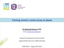 Comet assay on plants