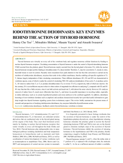 iodothyronine deiodinases: key enzymes behind the action of