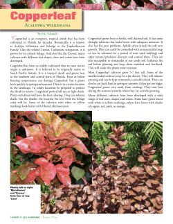 Copperleaf - Leu Gardens