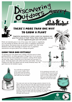 Discovering outdoors - Plants can be grown without seeds