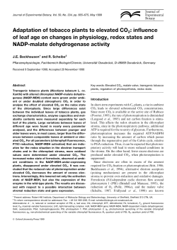Adaptation of tobacco plants to elevated CO 2