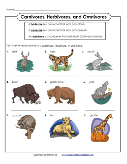 Carnivores, Herbivores, and Omnivores