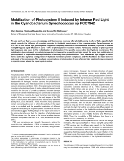 Mobilization of Photosystem II Induced by Intense Red Light in the