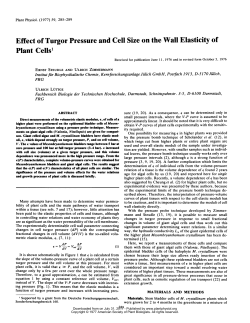Effect of Turgor Pressure and Cell Size on the
