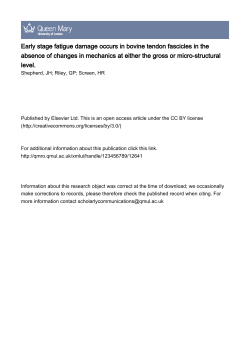 Early stage fatigue damage occurs in bovine tendon
