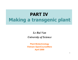 Making a transgenic plant