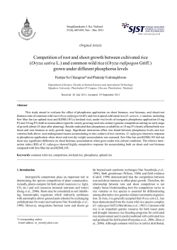 Competition of root and shoot growth between cultivated rice (Oryza