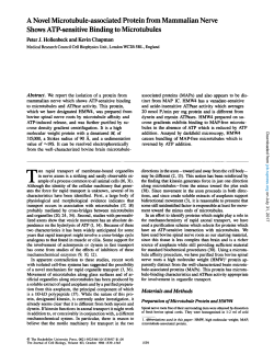 A Novel Microtubule-associated Protein from Mammalian Nerve