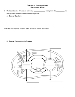 Chapter 8: Photosynthesis