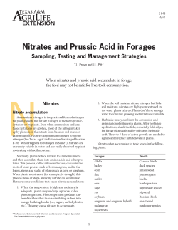 Nitrates and Prussic Acid in Forages