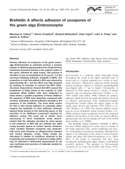 Brefeldin A affects adhesion of zoospores of the green alga
