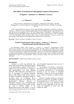 The Effect of Terbacil on Chlorophyll Content of Strawberry