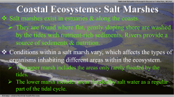 Salt Marshes