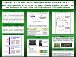 Halo PCR product Xa21(LRR)-FLAG PCR
