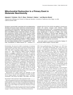 Mitochondrial Dysfunction Is a Primary Event in Glutamate