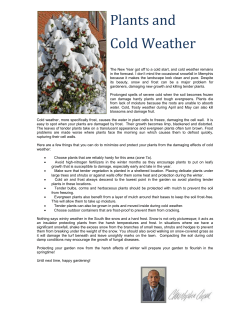 January 2010:Plants and Cold Weather