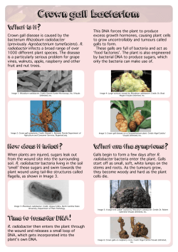 Crown gall bacterium Information Sheet