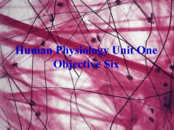 Human Physiology Unit One Objective Six