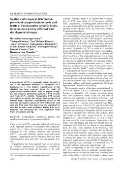 Spatial and temporal distribution pattern of camptothecin in seeds