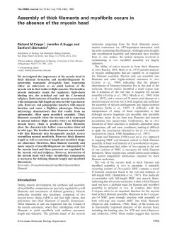 Assembly of thick filaments and myofibrils occurs in