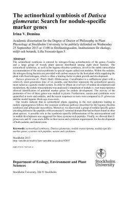 The actinorhizal symbiosis of Datisca glomerata: Search for nodule