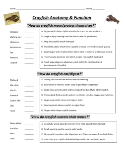 How do crayfish move/protect themselves?