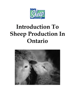 Introduction To Sheep Production In Ontario