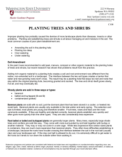 planting trees and shrubs