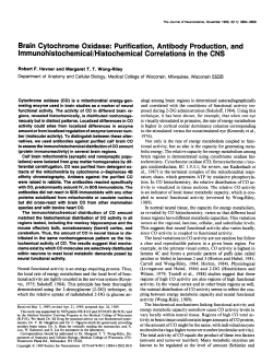 Brain Cytochrome Oxidase - Journal of Neuroscience