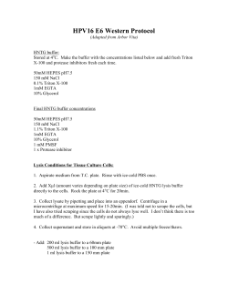 HPV16 E6 Western Protocol