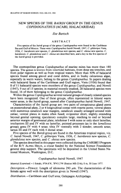 Bairdi Group in the Genus Copidognathus