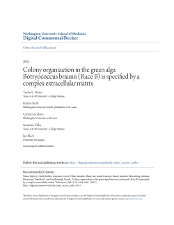 Colony organization in the green alga Botryococcus braunii