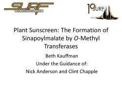 Plant Sunscreen: The Formation of Sinapoylmalate