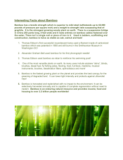 Interesting Facts about Bamboo - Vision Global Media Group Inc