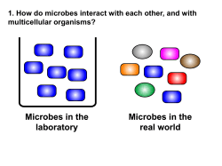 1. How do microbes interact with each other, and with multicellular