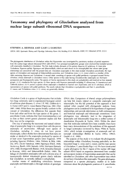 Taxonomy and phylogeny of Gliocladium analysed from nuclear large