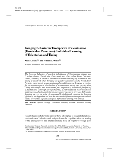 Foraging Behavior in Two Species of Ectatomma