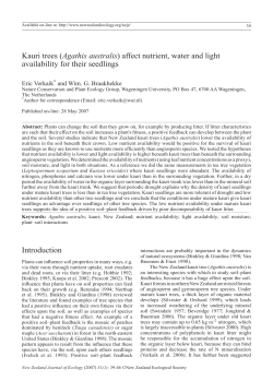 Kauri trees (Agathis australis) affect nutrient, water and light