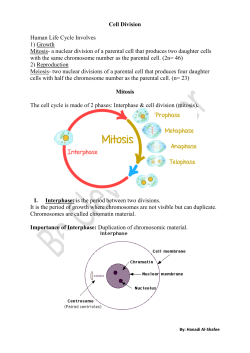 Cell Division Human Life Cycle Involves 1) Growth Mitosis